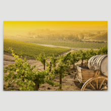 Canvas Prints Wall Art - Grape Vineyard with Vintage Barrel Carriage Wagon | Modern Wall Decor/Home Decoration Stretched Gallery Canvas Wrap Giclee Print. Ready to Hang - 24" x 36"