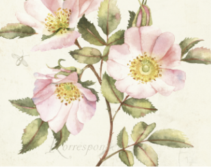 Floral & Botanical