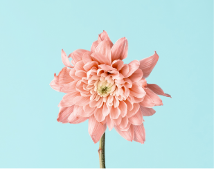 Flower Wall Art